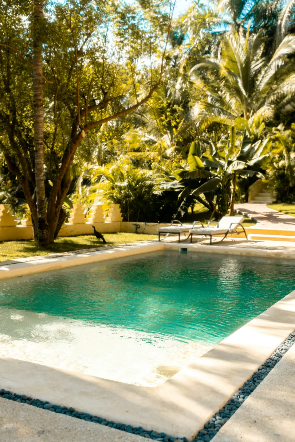 Sunny backyard swimming pool